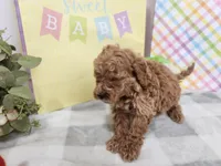 Sly, a male Miniature Goldendoodle for sale in Stuart, NE – Photo 2 of 3