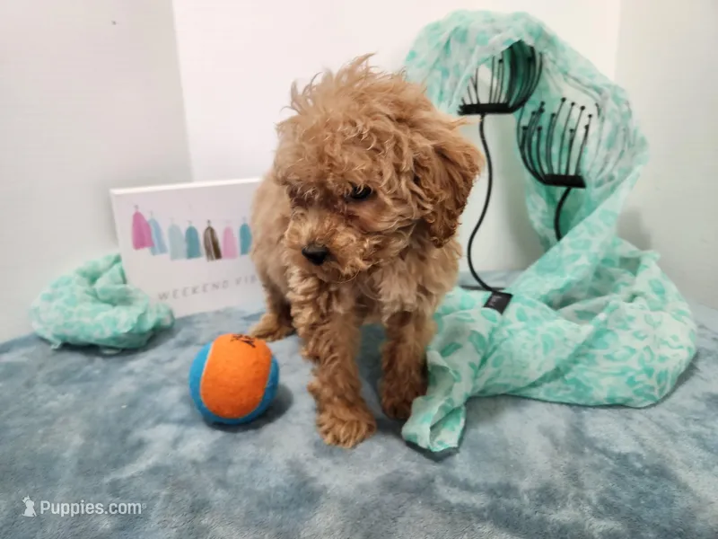 Sal – Miniature Goldendoodle puppy for sale in Stuart, NE