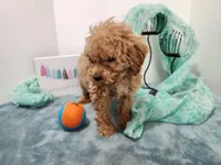 Sal, a male Miniature Goldendoodle for sale in Stuart, NE – 1 of 3