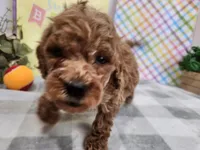 Sly, a male Miniature Goldendoodle for sale in Stuart, NE – Photo 3 of 3