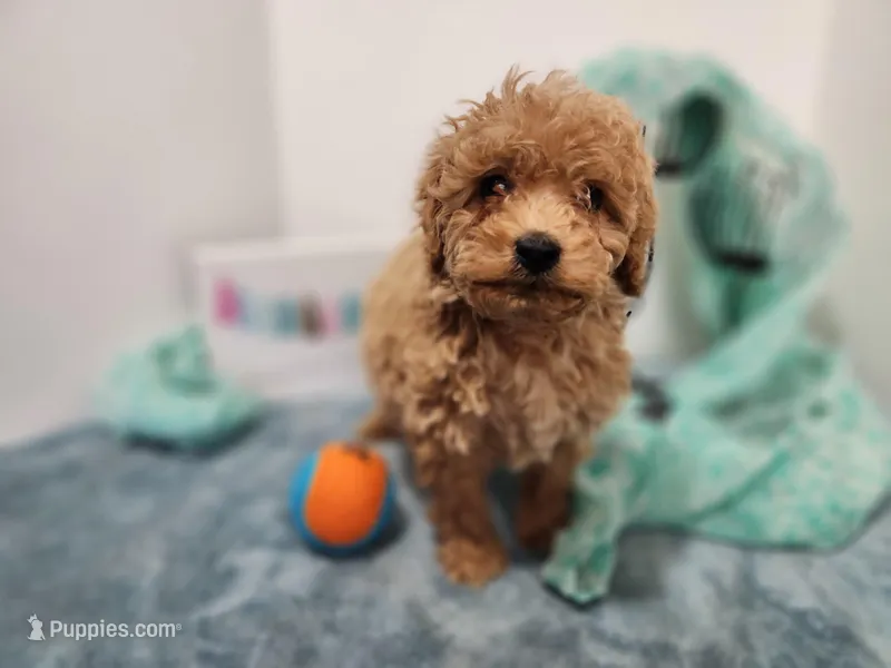 Sal – Miniature Goldendoodle puppy for sale in Stuart, NE
