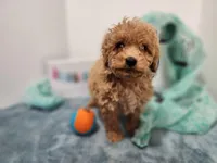 Sal, a male Miniature Goldendoodle for sale in Stuart, NE – 2 of 3
