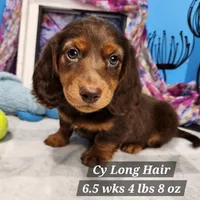 Long Haired Cy, a male Dachshund for sale in Stuart, NE – 1 of 1
