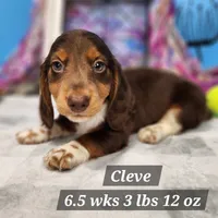 Cleve, a male Dachshund for sale in Stuart, NE – 1 of 1