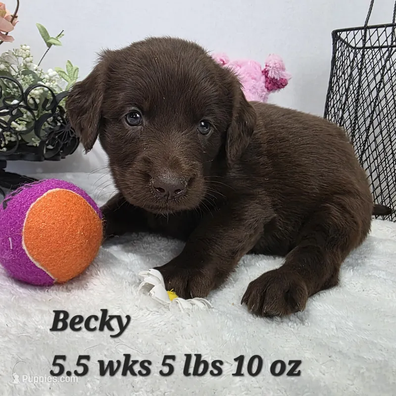 Becky – Goldendoodle, Labrador Retriever puppy for sale in Stuart, NE