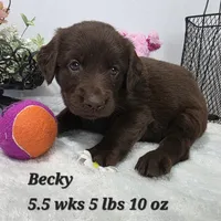Becky, a female Goldendoodle and Labrador Retriever for sale in Stuart, NE – 1 of 1