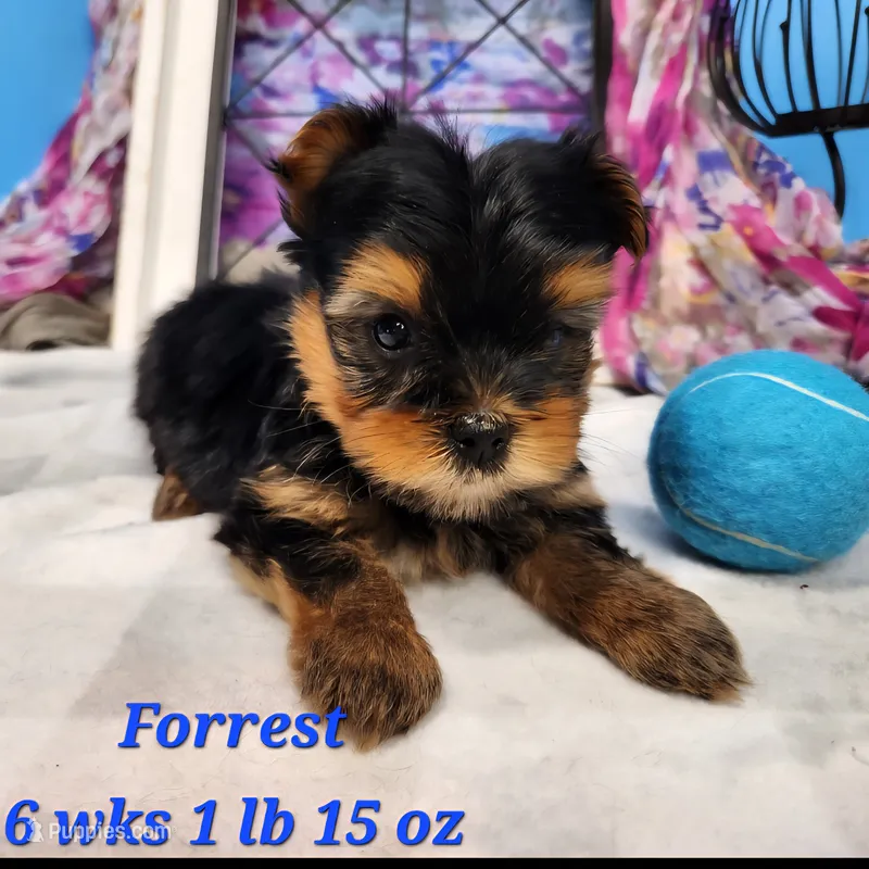 Forrest – Yorkshire Terrier puppy for sale in Stuart, NE