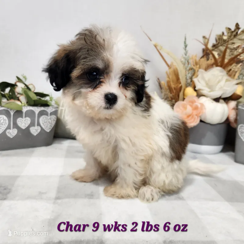Char – Bichon Frise, Shih Tzu puppy for sale in Stuart, NE