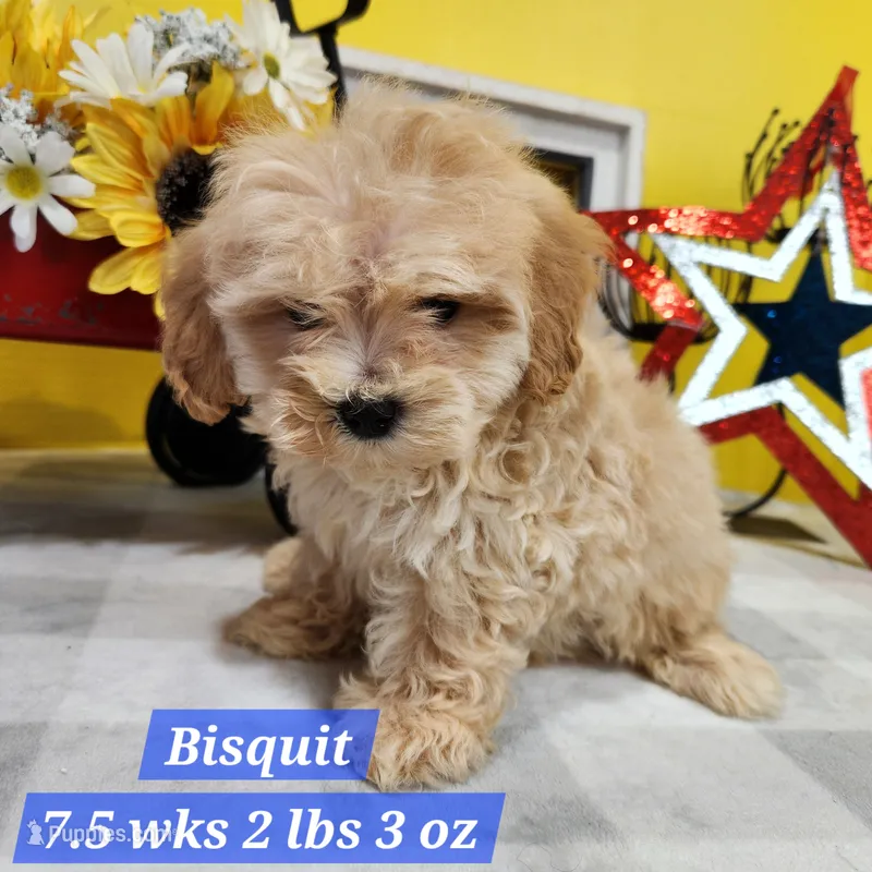 Bisquit – Miniature Aussiedoodle puppy for sale in Stuart, NE
