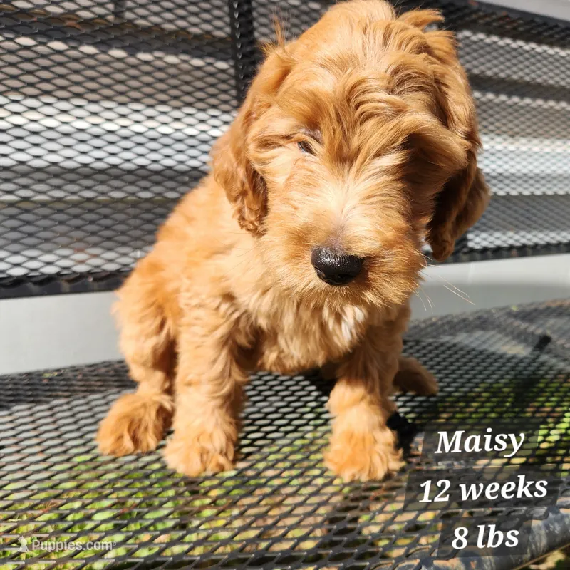 Maisy – Miniature Goldendoodle puppy for sale in Stuart, NE
