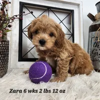 Mini Goldendoodle Zara, a female Miniature Goldendoodle for sale in Stuart, NE – 1 of 1