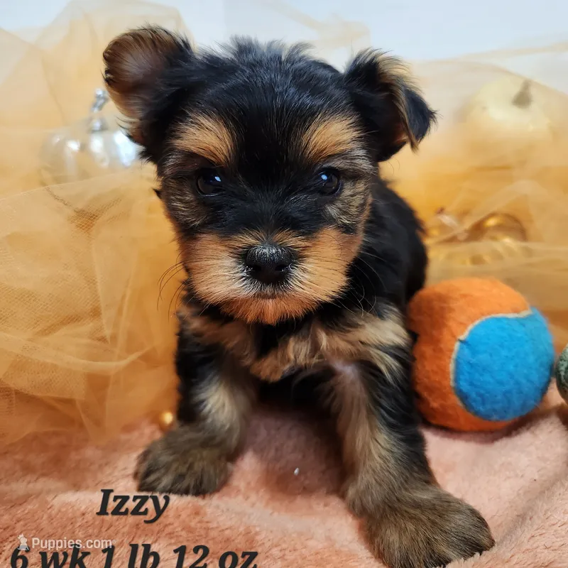 Yorkie Izzy