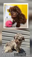 F1b Windsor, a male Miniature Aussiedoodle for sale in Stuart, NE – 3 of 3