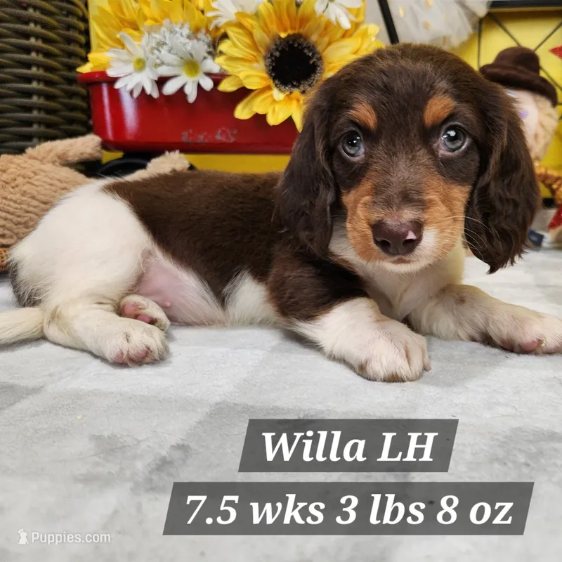 Willa – Dachshund puppy for sale in Stuart, NE