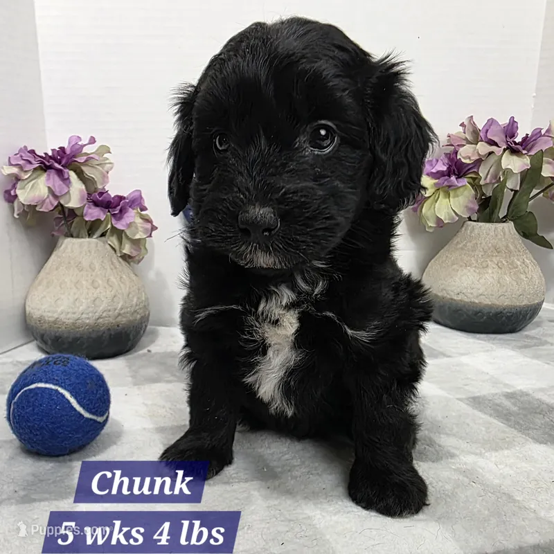 F1 Chunk – Miniature Aussiedoodle puppy for sale in Stuart, NE