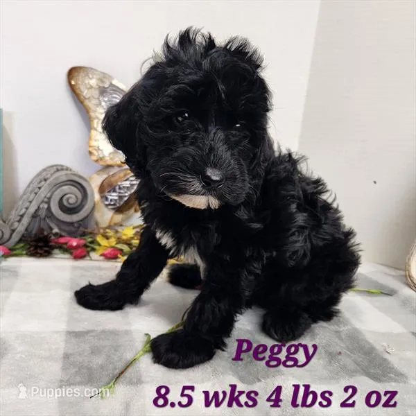 F1b Peggy – Miniature Aussiedoodle puppy for sale in Stuart, NE