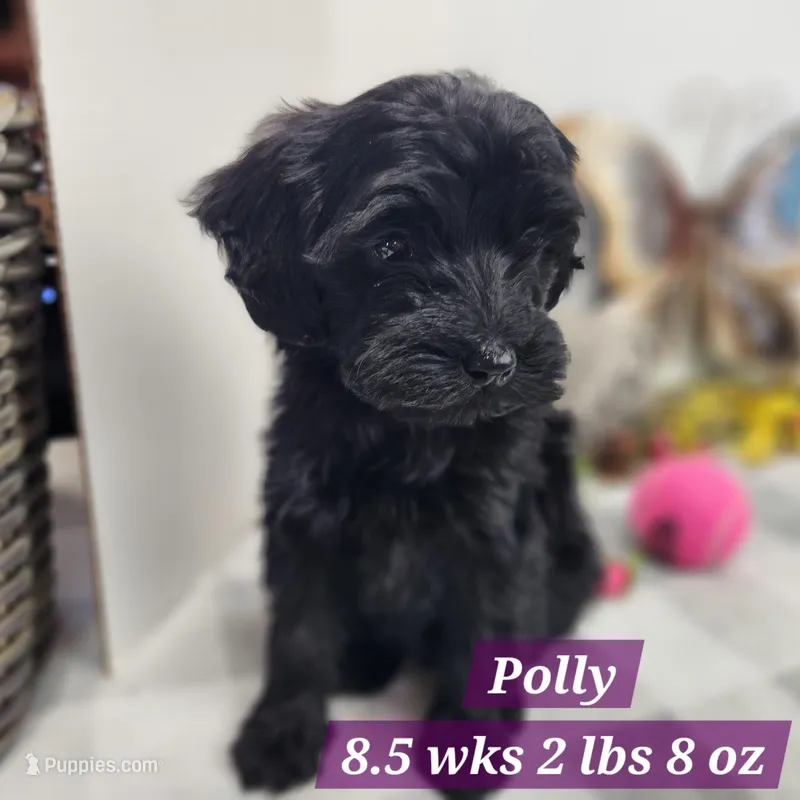 F1b Polly – Miniature Aussiedoodle puppy for sale in Stuart, NE