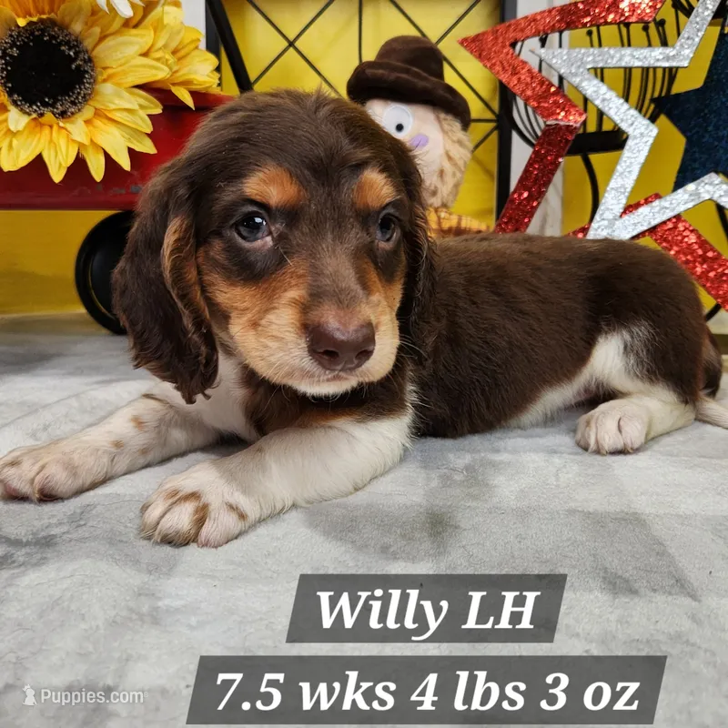 Willy – Dachshund puppy for sale in Stuart, NE
