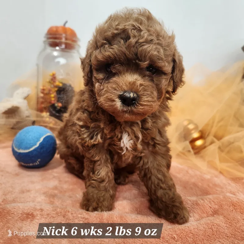 F1b Mini Goldendoodle Nick – Miniature Goldendoodle puppy for sale in Stuart, NE