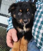 Tribe smaller Aust Shep, a male Miniature Australian Shepherd for sale in Stuart, NE – 2 of 2