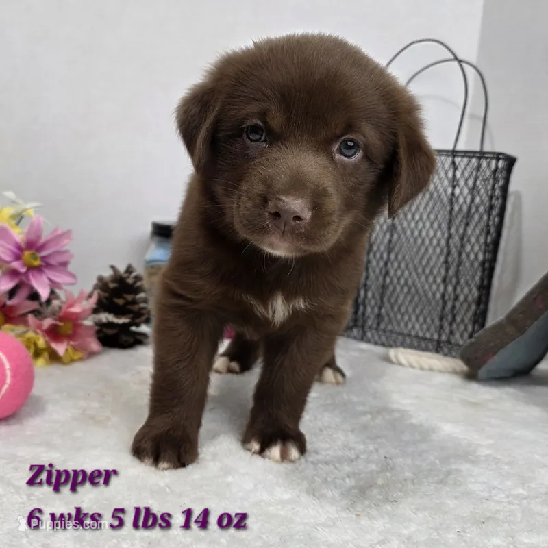 Zipper – Australian Shepherd, Labrador Retriever puppy for sale in Stuart, NE