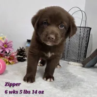 Zipper, a female Australian Shepherd and Labrador Retriever for sale in Stuart, NE – 1 of 1