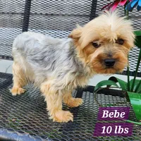 Silver Fiona, a female Yorkshire Terrier for sale in Stuart, NE – 2 of 2