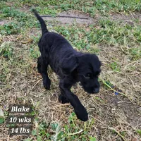 Blake, a male Goldendoodle and Labrador Retriever for sale in Stuart, NE – 1 of 3