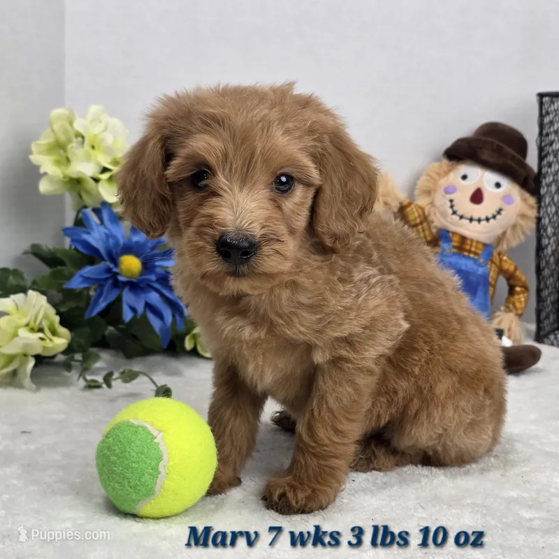 Marv – Miniature Goldendoodle puppy for sale in Stuart, NE