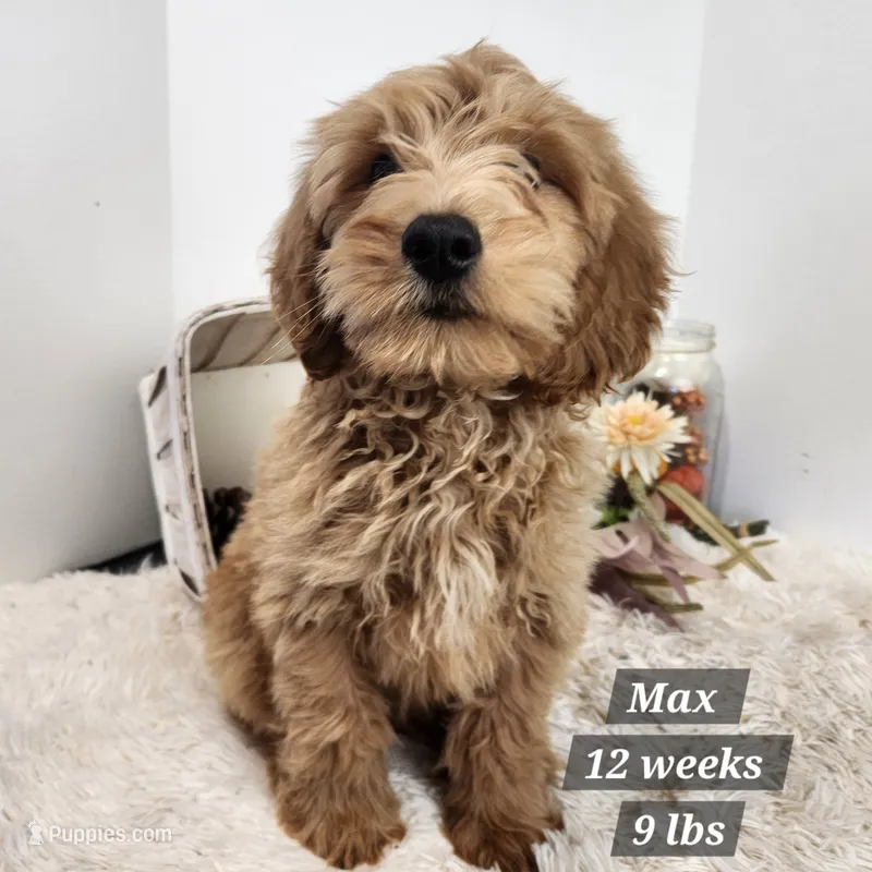 Max – Miniature Goldendoodle puppy for sale in Stuart, NE