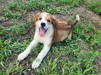 Great Bernese Gribbs, a male Bernese Mountain Dog and Great Pyrenees for sale in Stuart, NE – 4 of 5