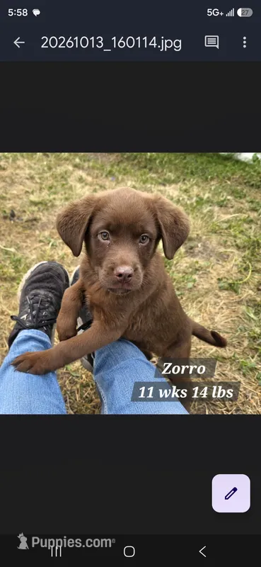 Zorro Aussiedor – Australian Shepherd, Labrador Retriever puppy for sale in Stuart, NE
