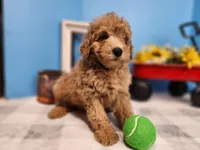F1bb Ray, a male Miniature Goldendoodle for sale in Stuart, NE – Photo 1 of 3