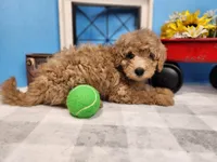 F1bb Ray, a male Miniature Goldendoodle for sale in Stuart, NE – Photo 3 of 3