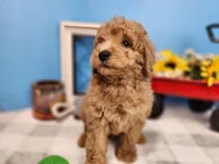F1bb Ray, a male Miniature Goldendoodle for sale in Stuart, NE – Photo 2 of 3