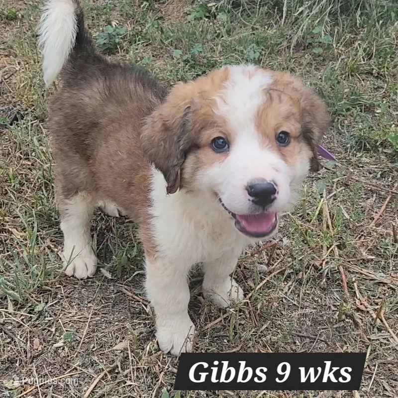 Great Bernese Gribbs – Bernese Mountain Dog, Great Pyrenees puppy for sale in Stuart, NE