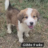 Great Bernese Gribbs, a male Bernese Mountain Dog and Great Pyrenees for sale in Stuart, NE – 1 of 1