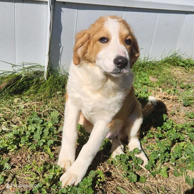 Great Bernese Gribbs – Bernese Mountain Dog, Great Pyrenees puppy for sale in Stuart, NE