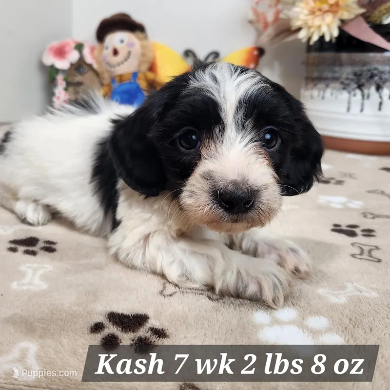 Kash