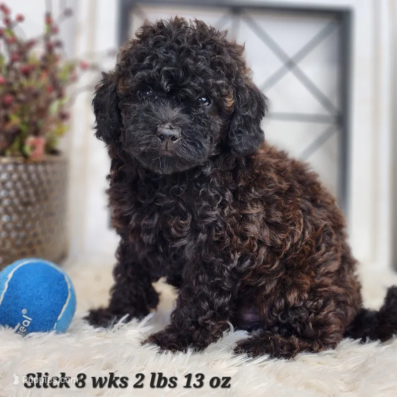Mini Slick – Miniature Goldendoodle puppy for sale in Stuart, NE
