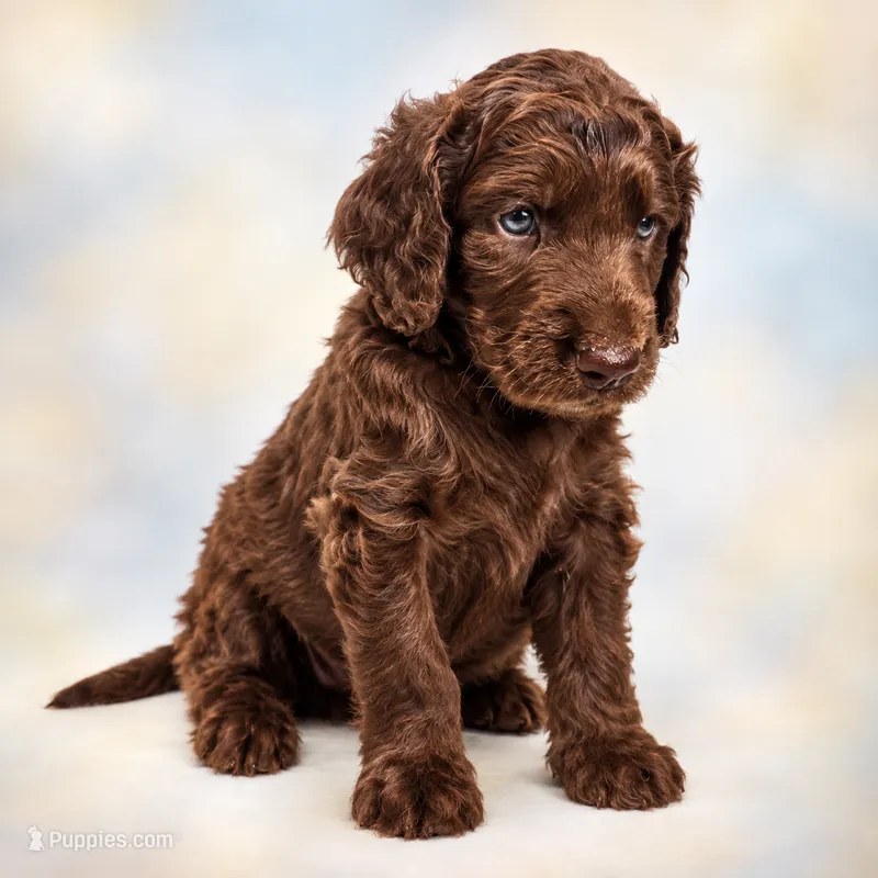 Brock – Goldendoodle puppy for sale in Stuart, NE