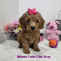 F1b Mini Goldendoodle Minnie, a female Miniature Goldendoodle for sale in Stuart, NE – 1 of 1