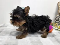 Tiki, a female Yorkshire Terrier for sale in Stuart, NE – Photo 2 of 2