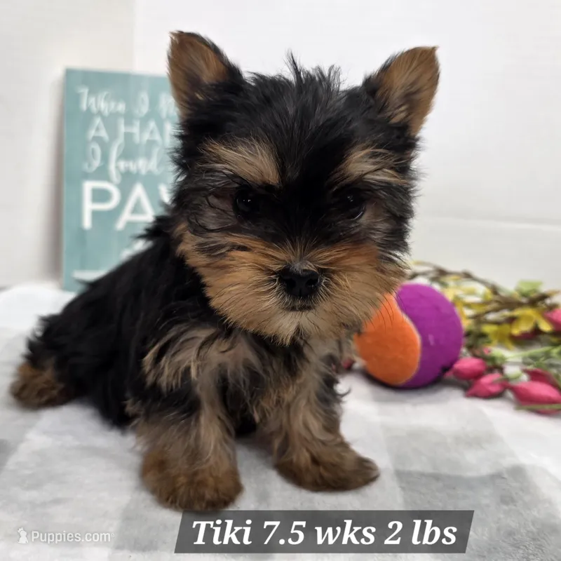 Tiki – Yorkshire Terrier puppy on hold in Stuart, NE