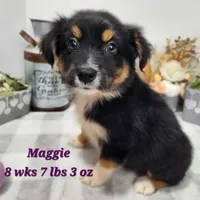 Smaller Australian Shepherd Maggie, a female Miniature Australian Shepherd for sale in Stuart, NE – 1 of 3