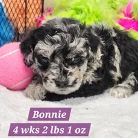 Bonnie, a female Miniature Aussiedoodle for sale in Stuart, NE – 1 of 1