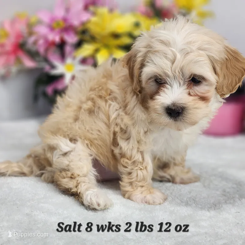 Havapoo Salt – Havapoo puppy for sale in Stuart, NE