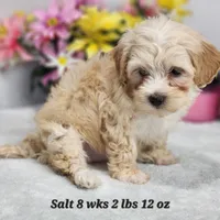 Havapoo Salt, a female Havapoo for sale in Stuart, NE – 1 of 1