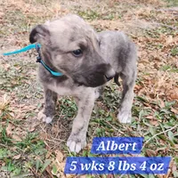 APRI Albert, a male Irish Wolfhound for sale in Stuart, NE – Photo 1 of 3