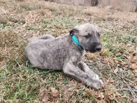 APRI Albert, a male Irish Wolfhound for sale in Stuart, NE – Photo 3 of 3